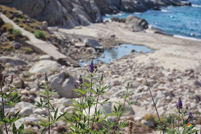 Isola di Montecristo – Riserva naturale biogenetica