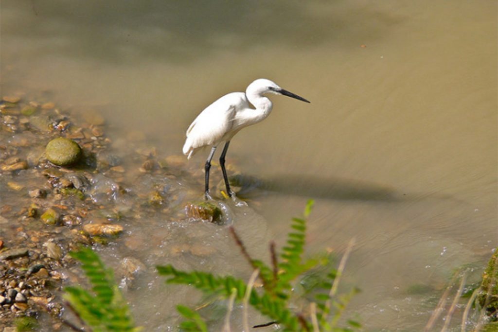 Riserva Naturale Regionale Calanchi di Atri